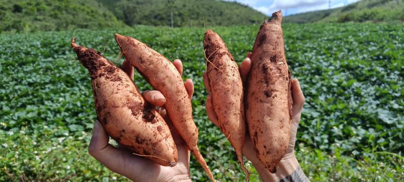 高原蜜薯灰薯西瓜红