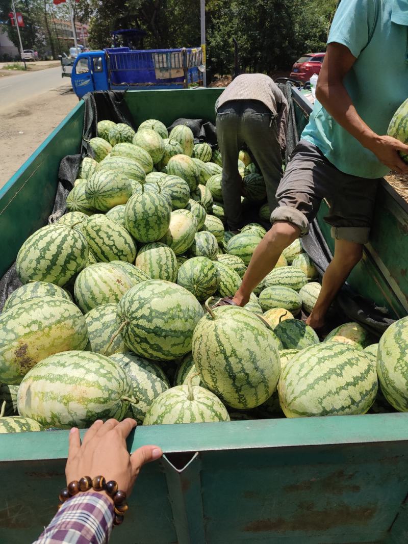 湖北宜城金城五号大量供应，货源充足，质量保证！