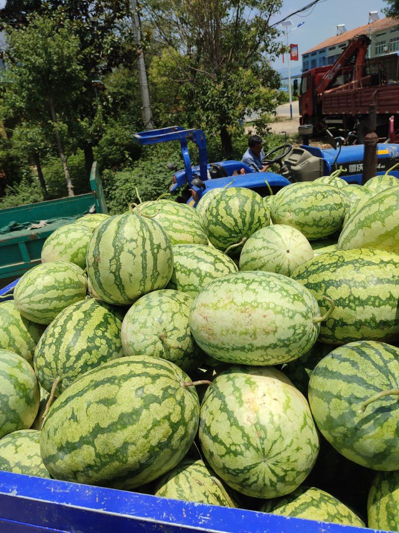 湖北宜城金城五号大量供应，货源充足，质量保证！