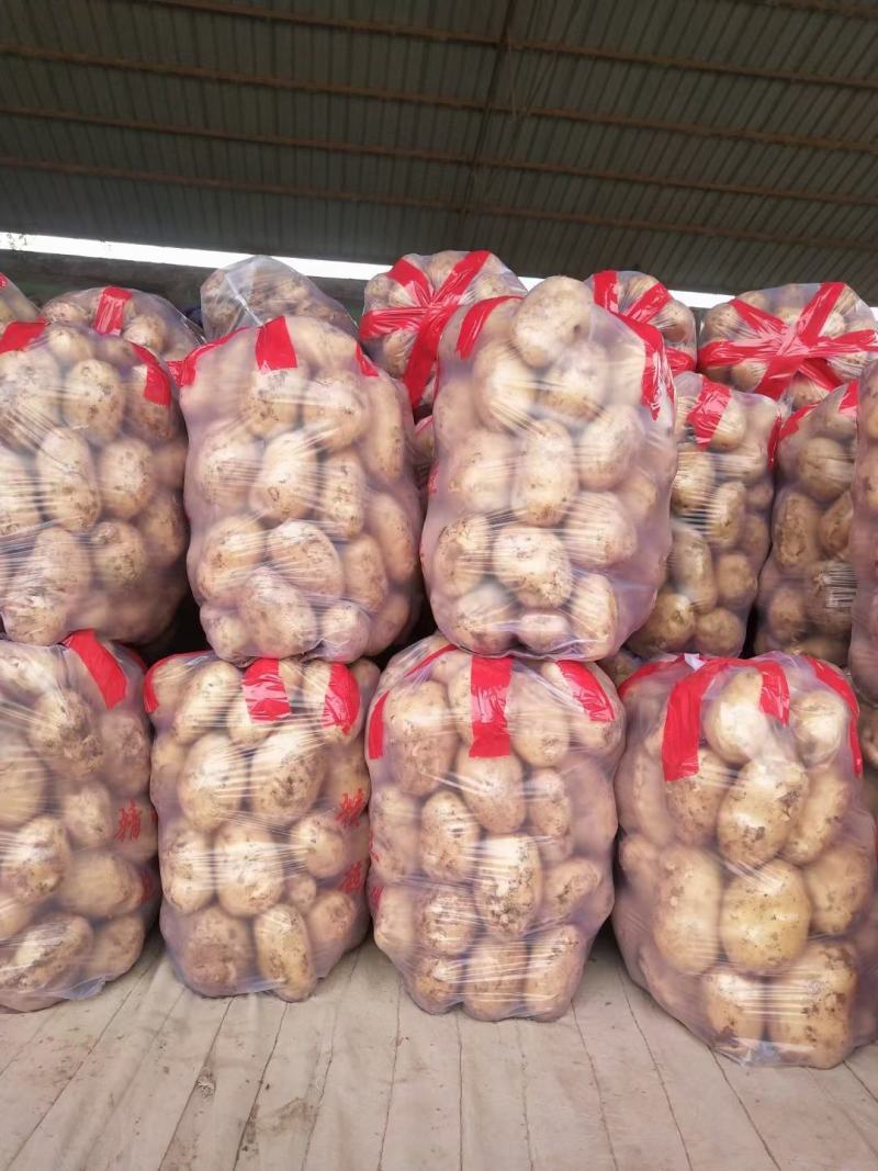 甘肃精品土豆现挖现发可视频看货坏烂包赔