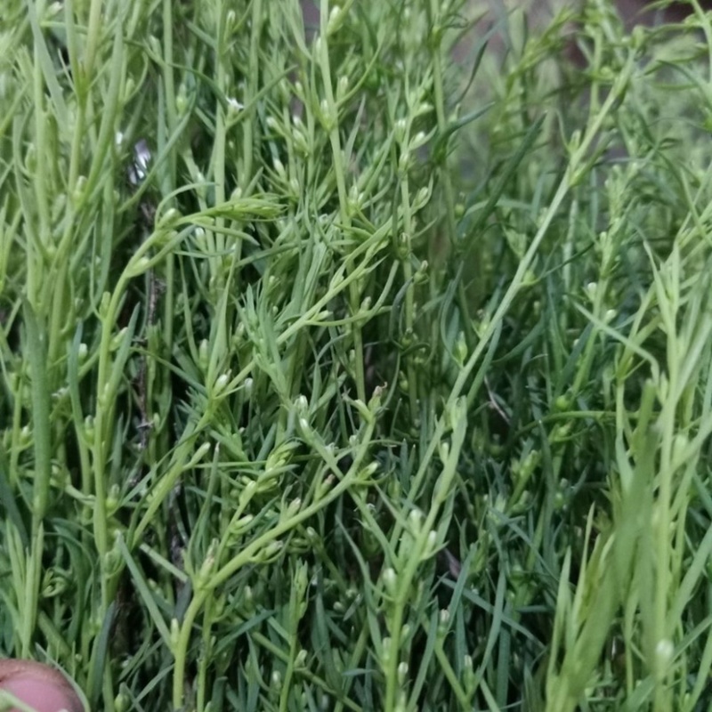 麦黄草～中药材