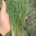 麦黄草～中药材