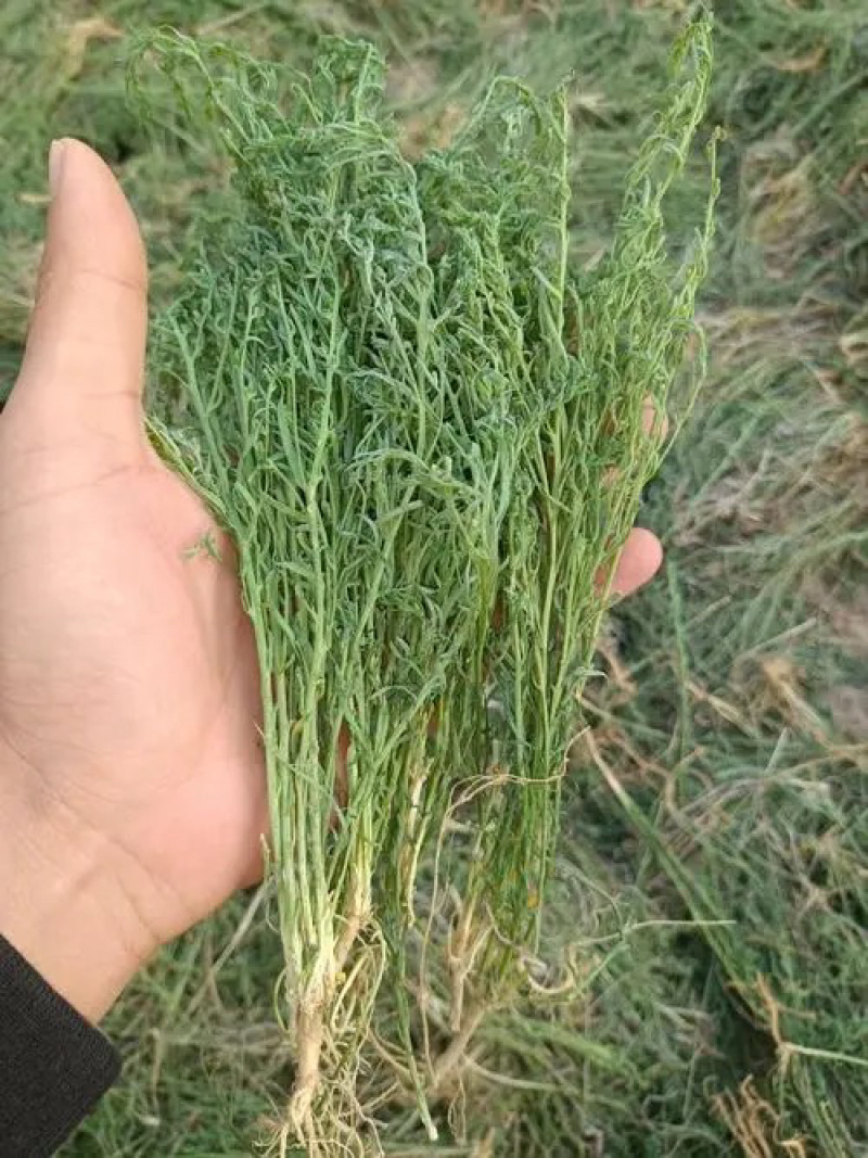 麦黄草～中药材