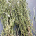 麦黄草～中药材