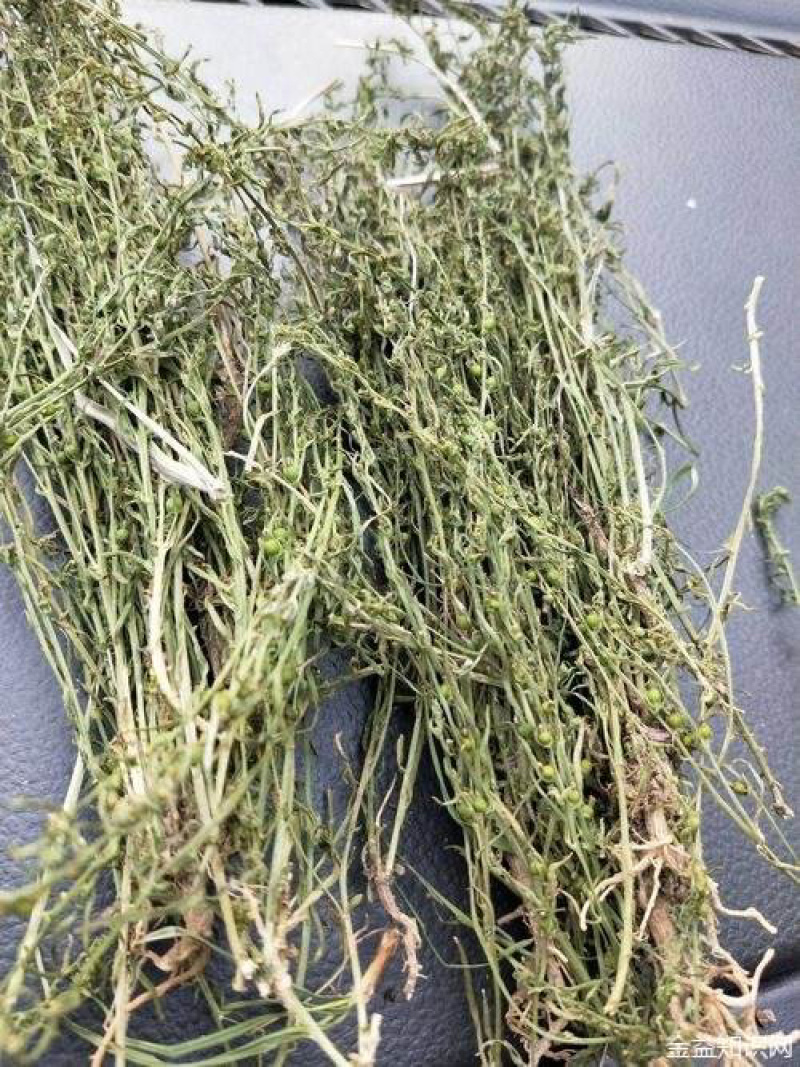 麦黄草～中药材
