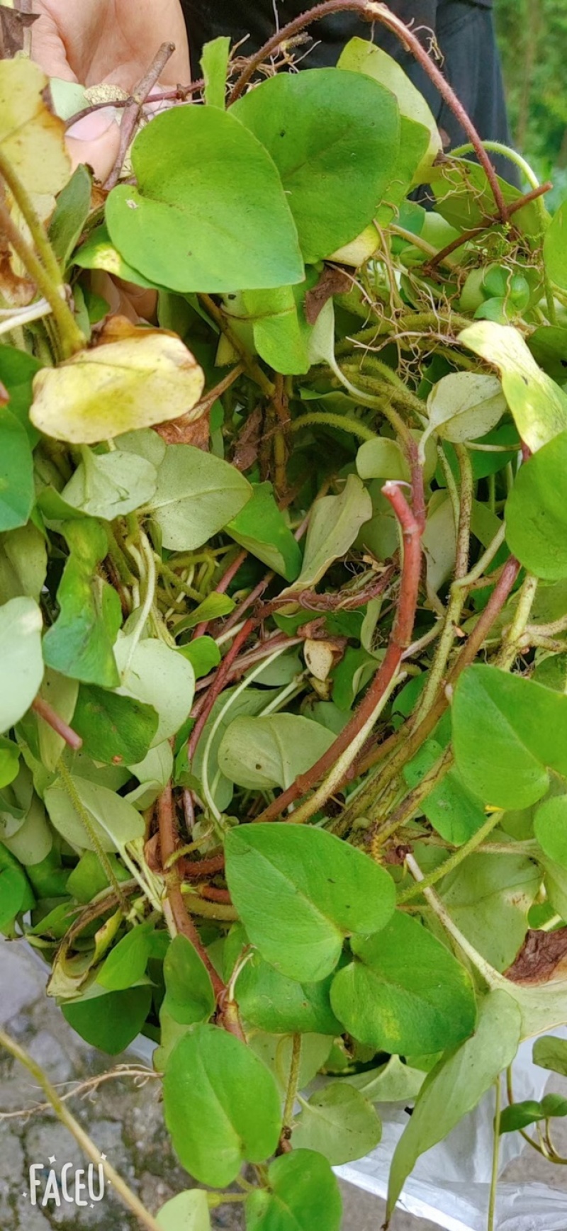 金钱草