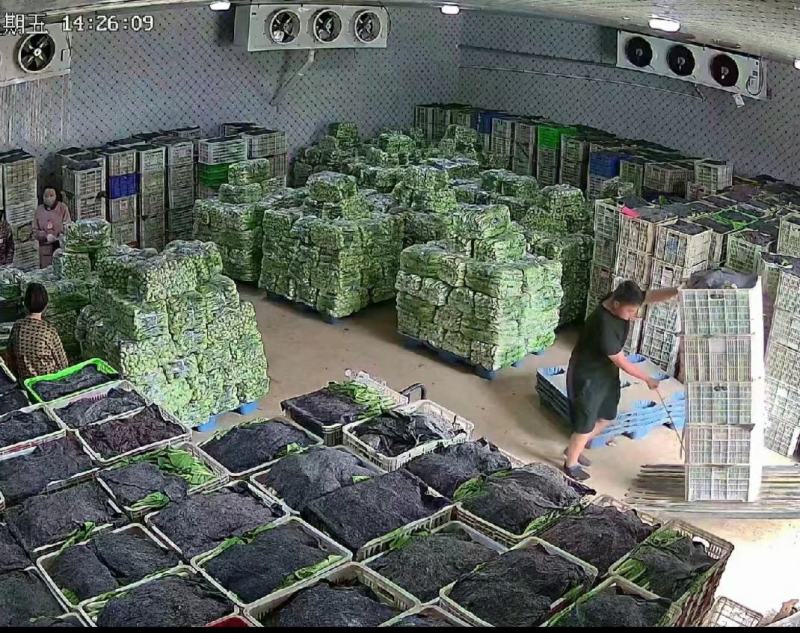 万亩基地，产地直出，当天采收装车，质量好，价格美