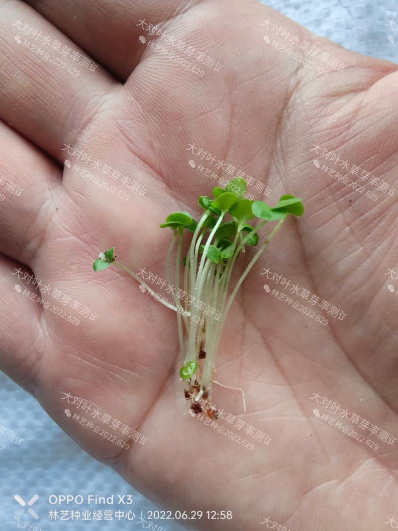 水草种子小对叶大对叶草速成水族箱鱼缸造景前景草坪植物