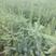 美国科罗拉蓝杉、长白山自己家苗圃培育、籽播苗
