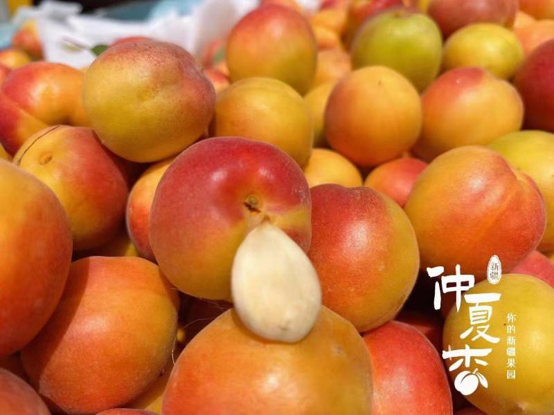 新疆小红杏，口感软软糯糯的，甜度棒极了。新疆品质味道