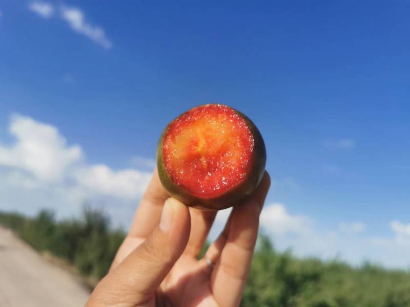 味帝-恐龙蛋新疆珍惜品质果品，种植面积极少稀有美味。