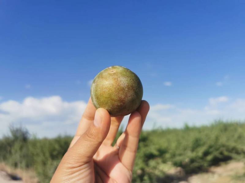 味帝-恐龙蛋新疆珍惜品质果品，种植面积极少稀有美味。