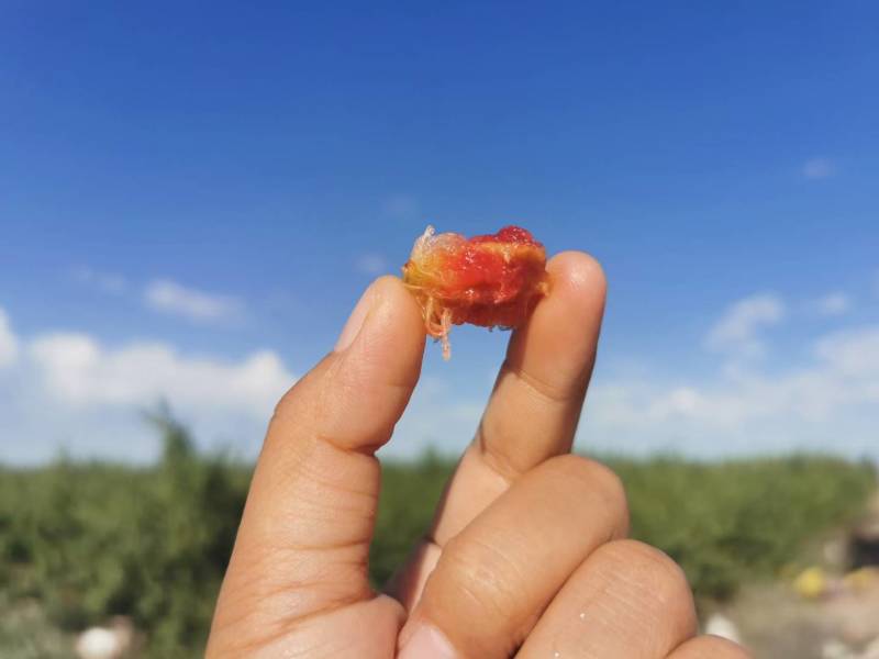 味帝-恐龙蛋新疆珍惜品质果品，种植面积极少稀有美味。