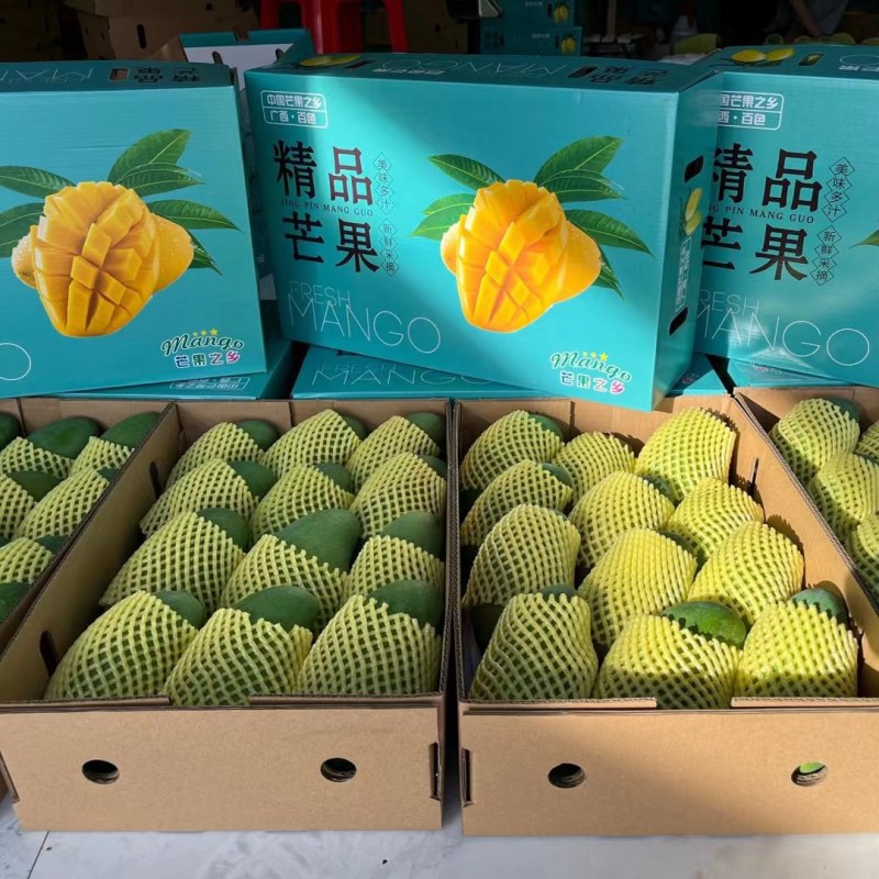 广西金煌芒