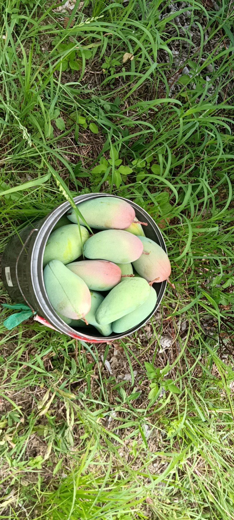 广西金煌芒