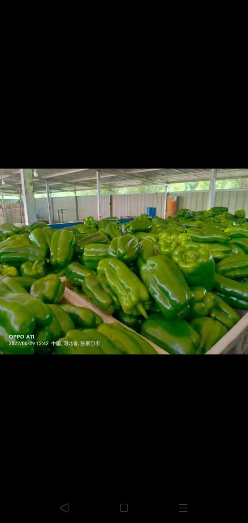 精品太空椒，现在已大量上市中，有需要的老板可以通过一亩田