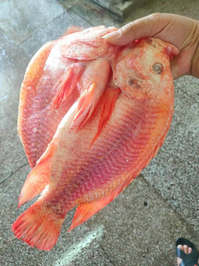 【开背红鱼】条冻真空包装、北海红鱼长期开背加工出厂直批