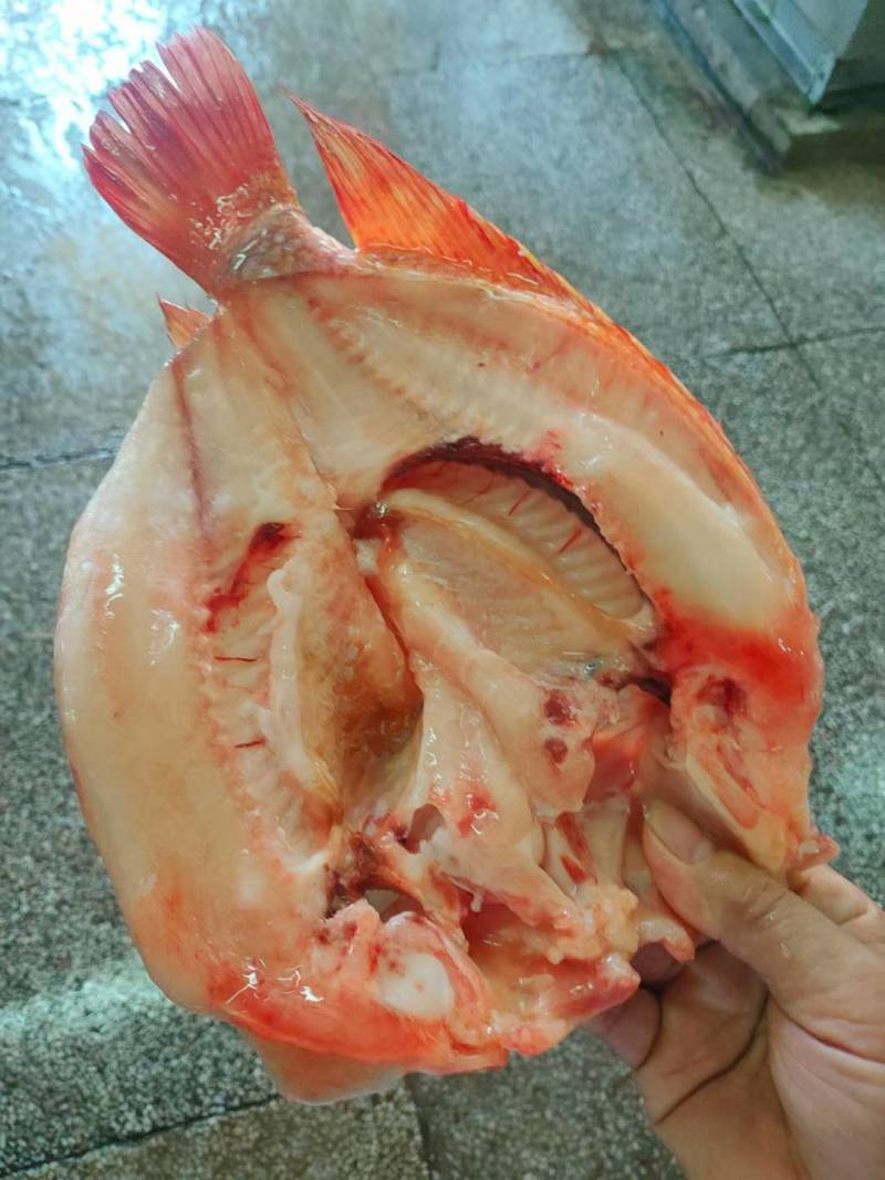 【开背红鱼】条冻真空包装、北海红鱼长期开背加工出厂直批