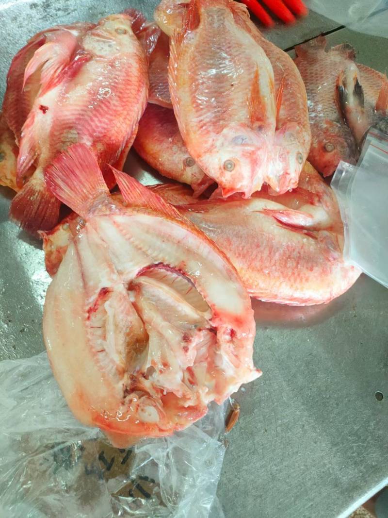 【开背红鱼】条冻真空包装、北海红鱼长期开背加工出厂直批