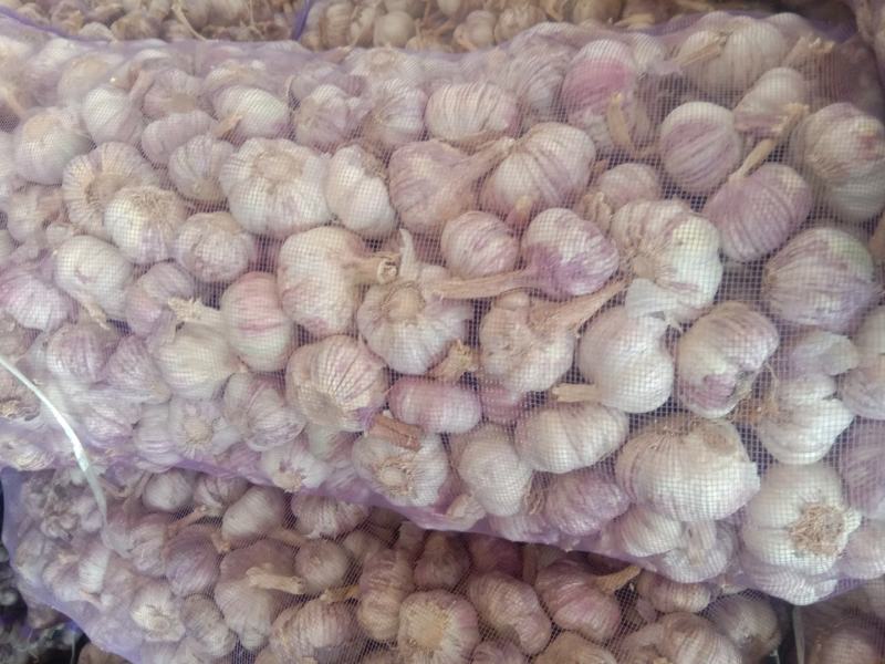 中牟精品大蒜，早熟蒜、杂交混级蒜，品质优良，欢迎采购