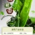 盐渍裙带菜海白菜海藻菜海带裙带菜凉拌菜麻辣烫火锅食材产地