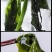 盐渍裙带菜海白菜海藻菜海带裙带菜凉拌菜麻辣烫火锅食材产地