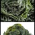 盐渍裙带菜海白菜海藻菜海带裙带菜凉拌菜麻辣烫火锅食材产地
