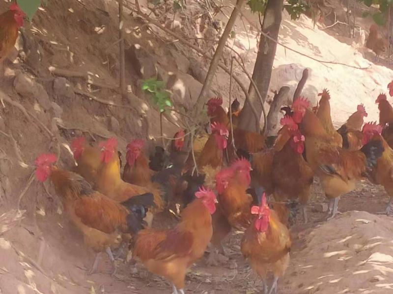 原生态散养土鸡，农家养殖，保质保量，欢迎选购