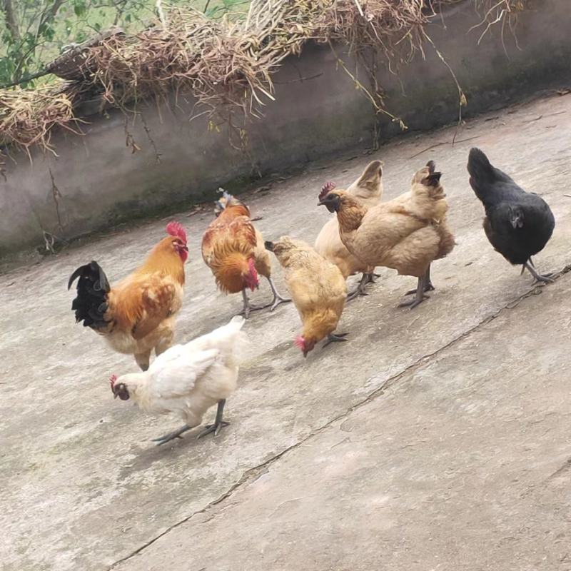原生态散养土鸡，农家养殖，保质保量，欢迎选购