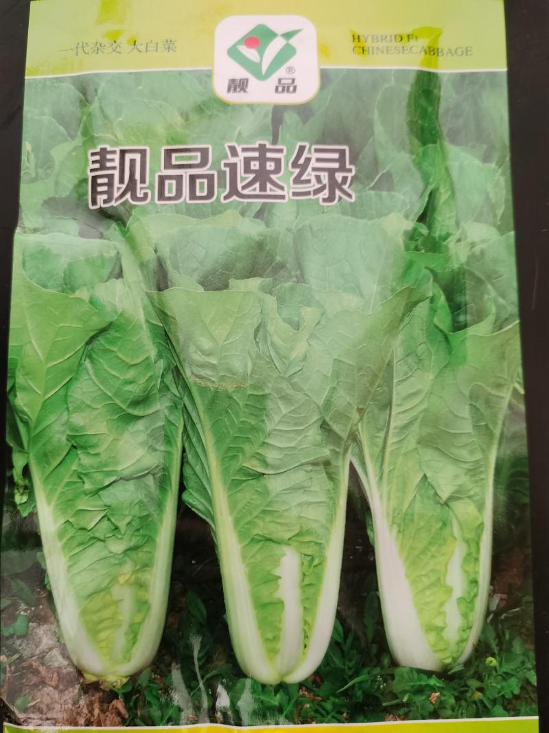 光速快菜种子速生美味20天上市无筋口感小颗大颗都美味