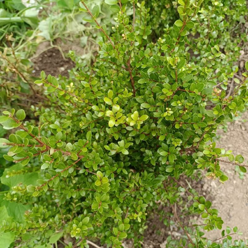 野生小叶赤楠
