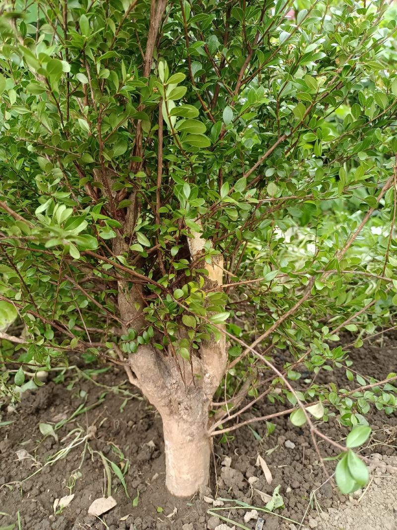 野生小叶赤楠