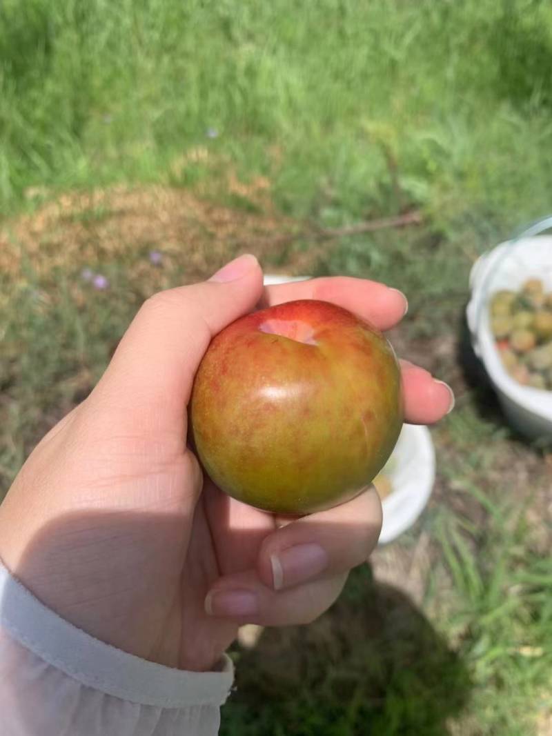 味帝-恐龙蛋新疆珍惜品质果品，种植面积极少稀有美味。