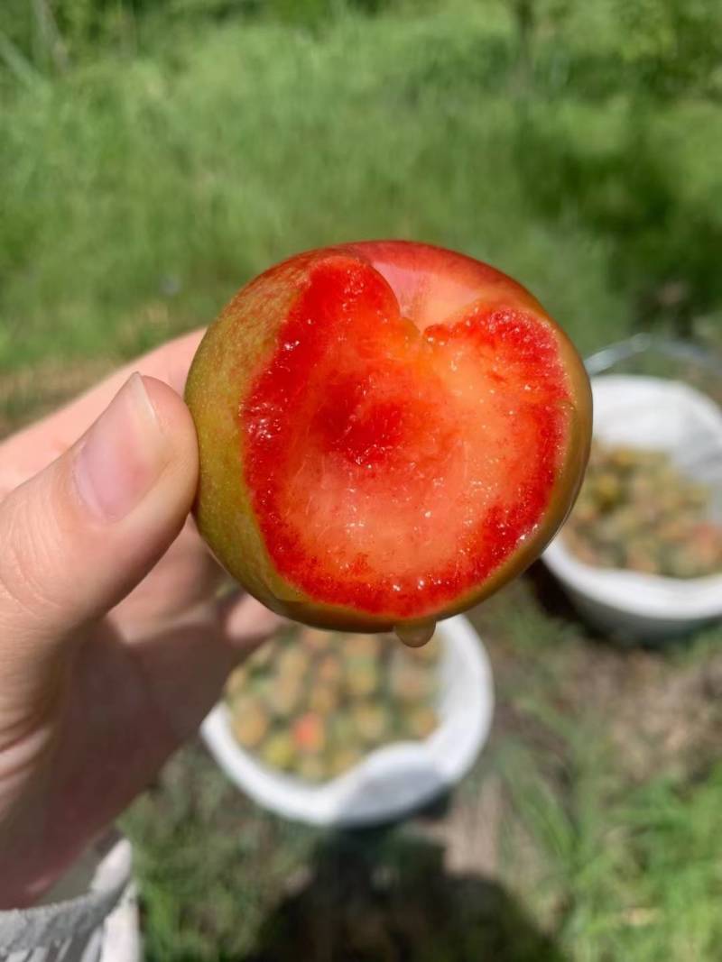 味帝-恐龙蛋新疆珍惜品质果品，种植面积极少稀有美味。