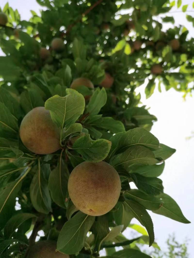 味帝-恐龙蛋新疆珍惜品质果品，种植面积极少稀有美味。