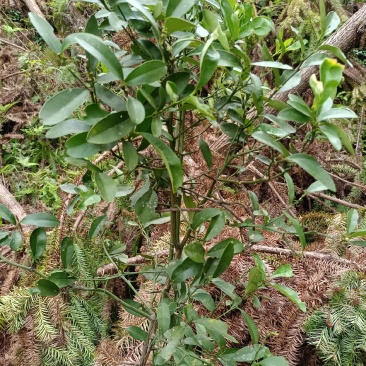 野生金弹子树