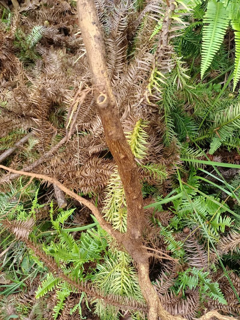 野生金弹子树