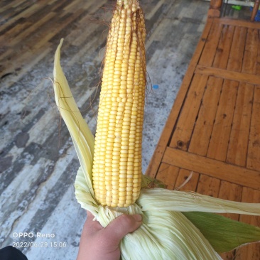 黄甜玉米