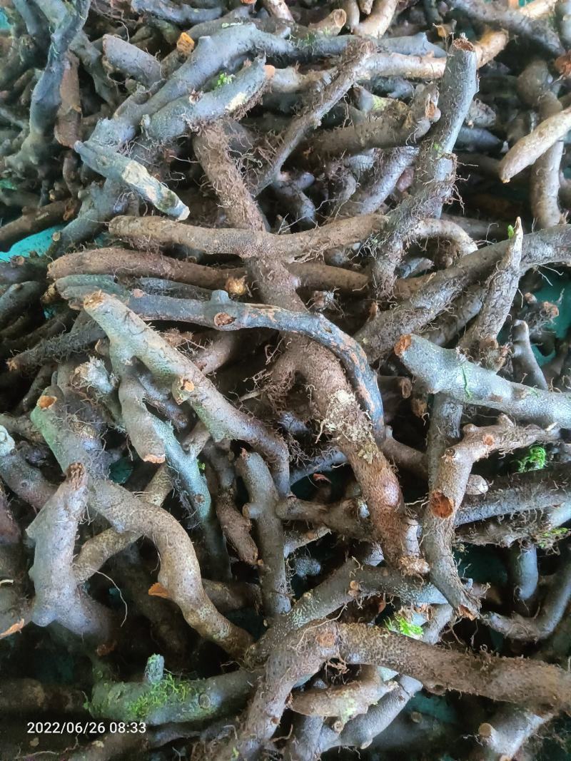 骨翠补