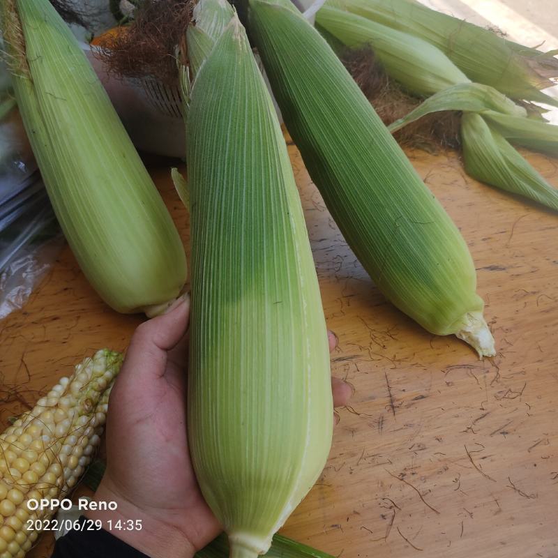 黄甜玉米
