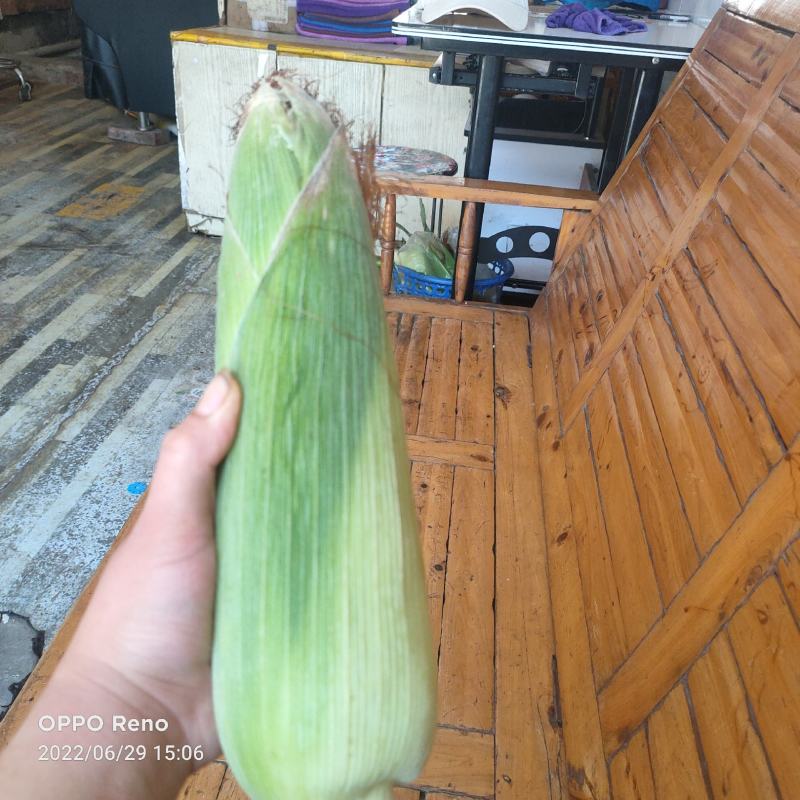 黄甜玉米