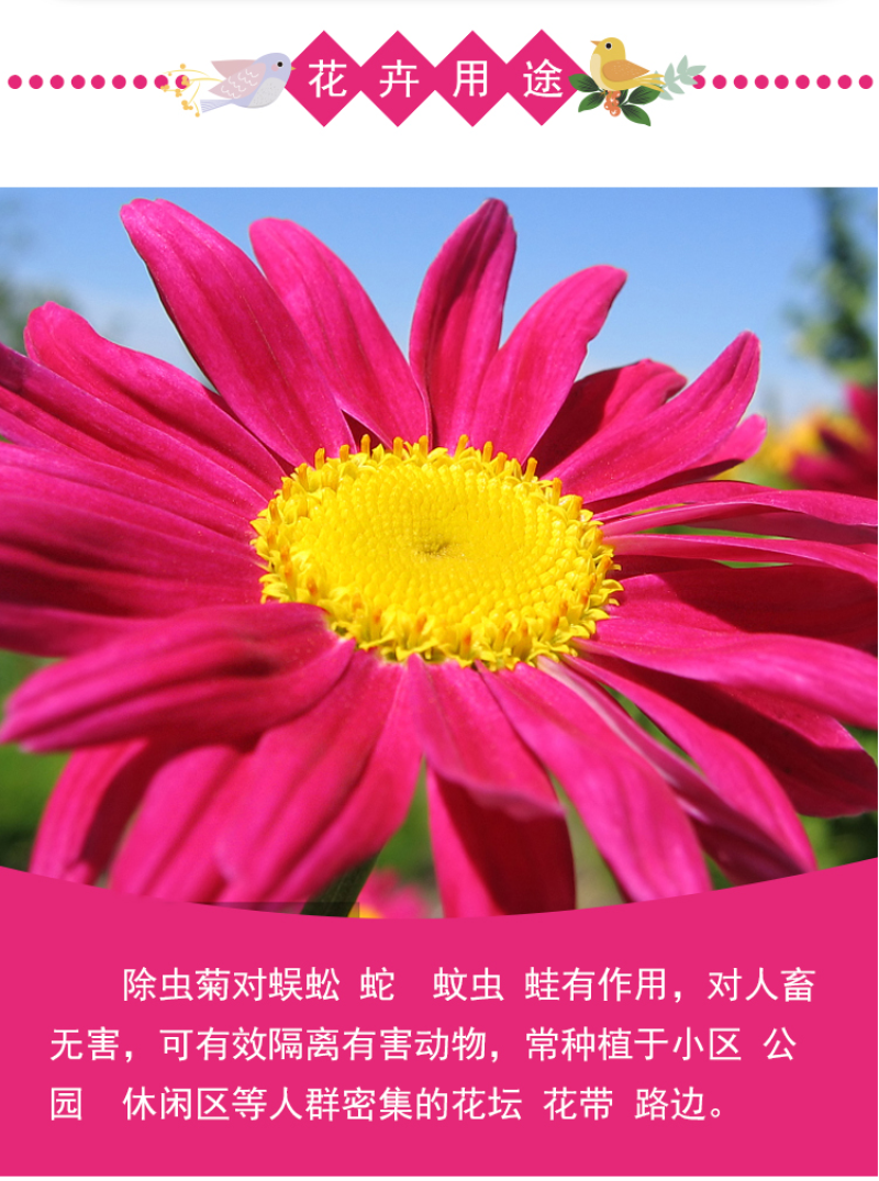 除虫菊种子驱蚊草驱虫菊花种子多年生混色花种子四季易活盆栽