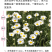 除虫菊种子驱蚊草驱虫菊花种子多年生混色花种子四季易活盆栽