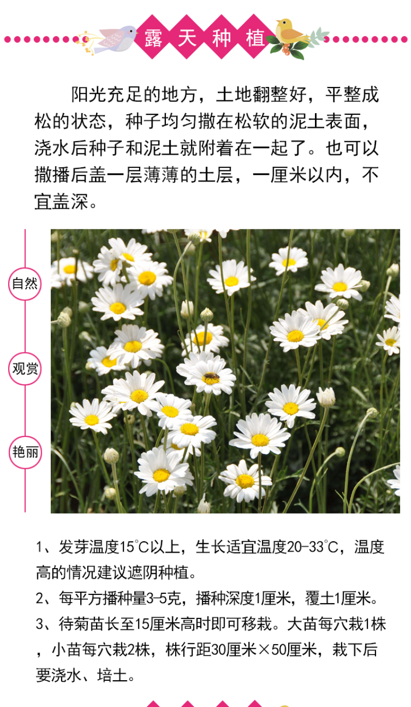 除虫菊种子驱蚊草驱虫菊花种子多年生混色花种子四季易活盆栽
