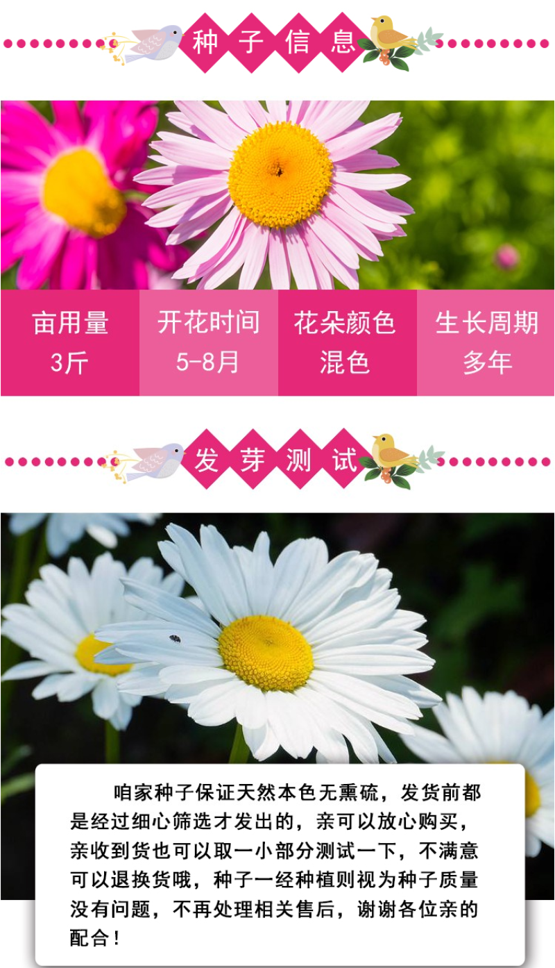 除虫菊种子驱蚊草驱虫菊花种子多年生混色花种子四季易活盆栽