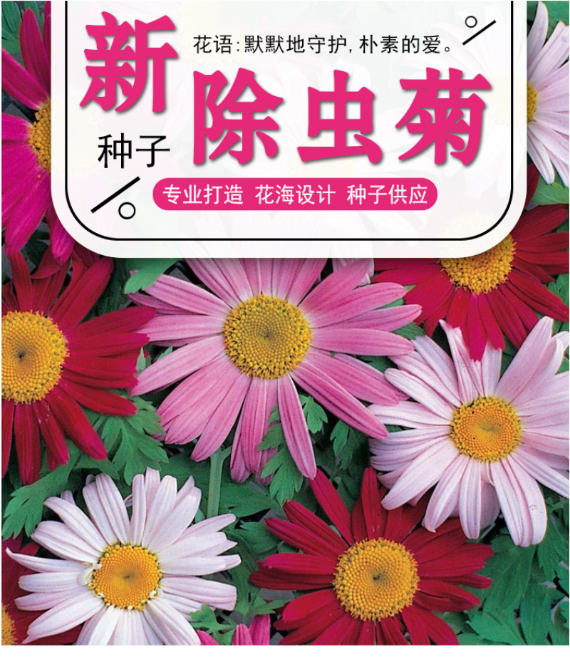 除虫菊种子驱蚊草驱虫菊花种子多年生混色花种子四季易活盆栽