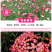 除虫菊种子驱蚊草驱虫菊花种子多年生混色花种子四季易活盆栽