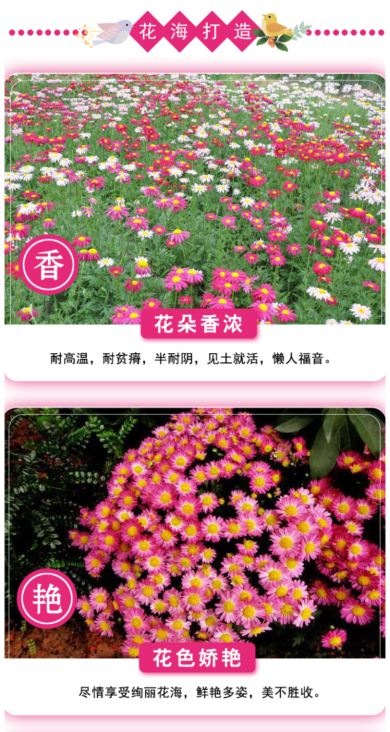 除虫菊种子驱蚊草驱虫菊花种子多年生混色花种子四季易活盆栽