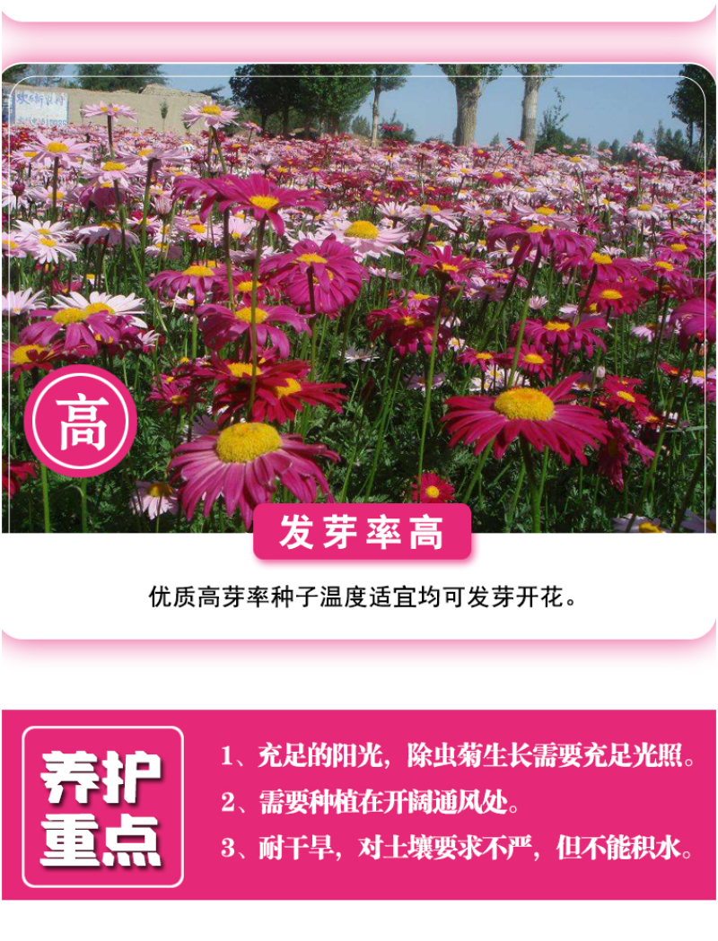 除虫菊种子驱蚊草驱虫菊花种子多年生混色花种子四季易活盆栽
