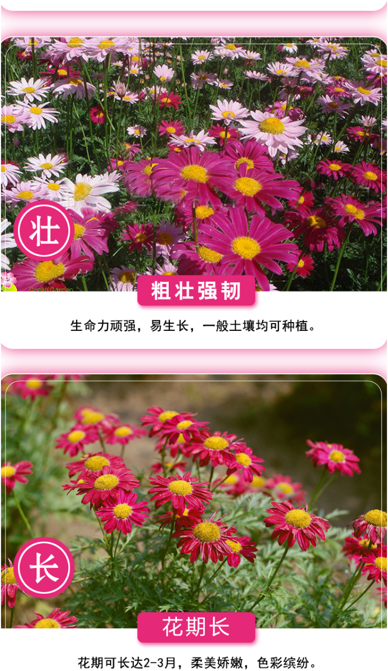 除虫菊种子驱蚊草驱虫菊花种子多年生混色花种子四季易活盆栽